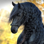 The most beautiful horse in the world is the black stallion Frederick the Great