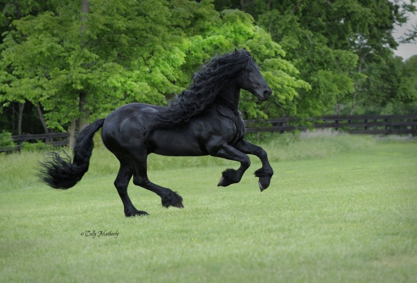 The most beautiful horse in the world is the black stallion Frederick the Great