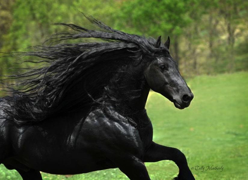 The most beautiful horse in the world is the black stallion Frederick the Great