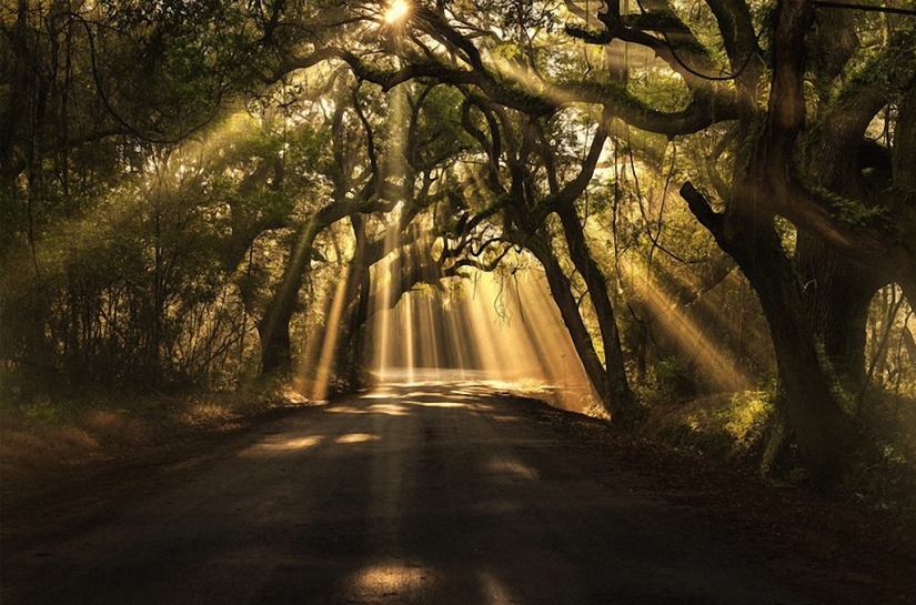 The most beautiful trees in the world