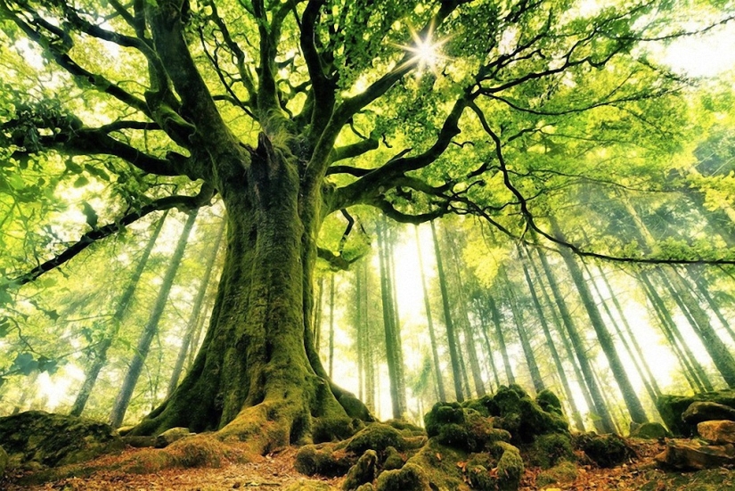 The most beautiful trees in the world