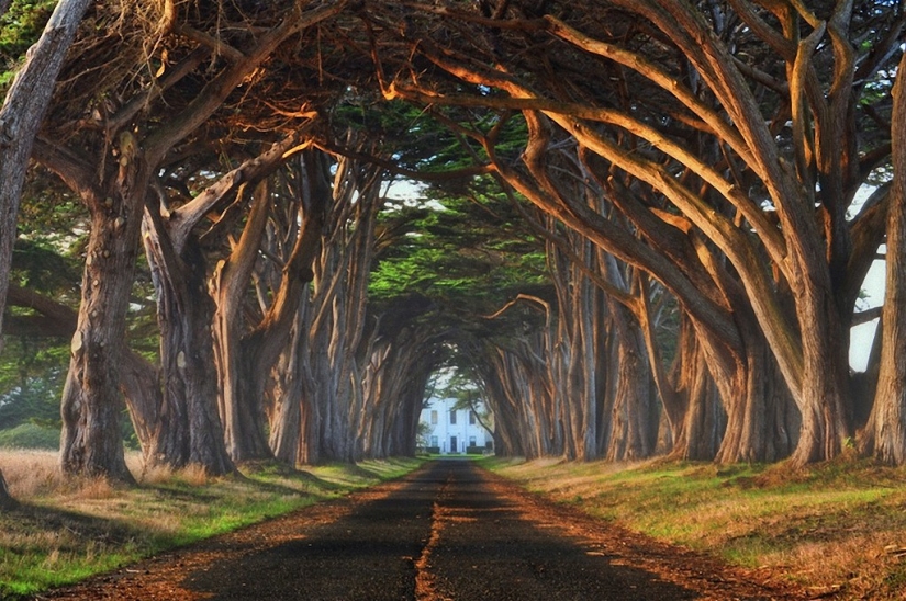 The most beautiful trees in the world