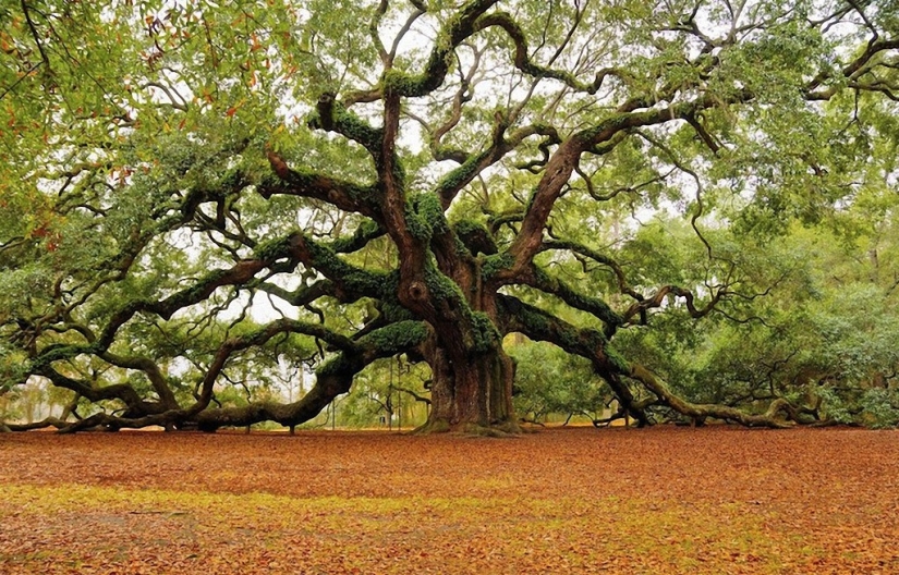 The most beautiful trees in the world