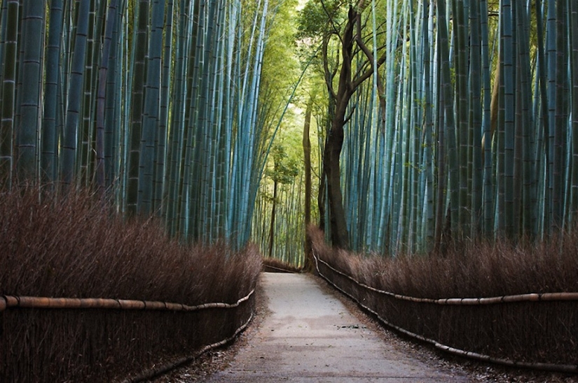 The most beautiful trees in the world