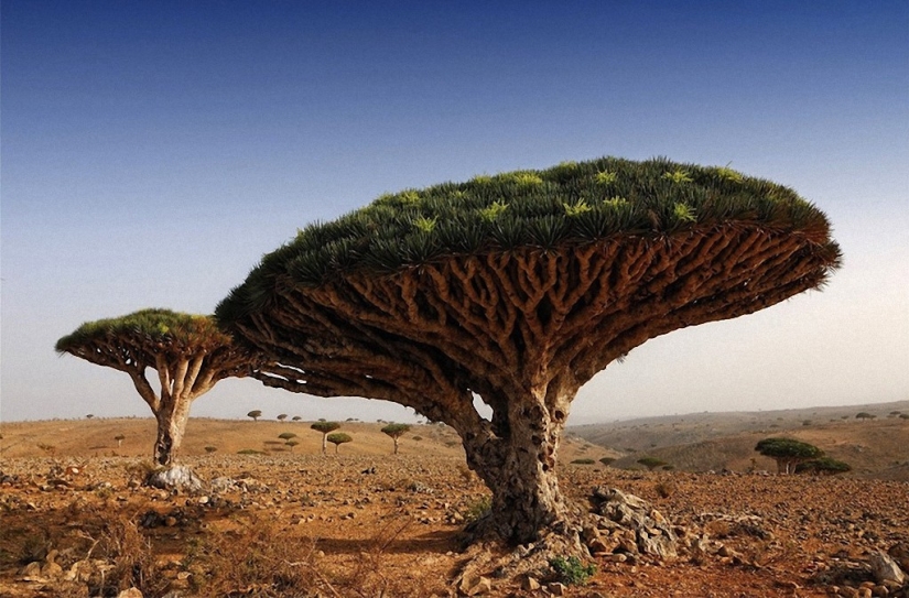 The most beautiful trees in the world