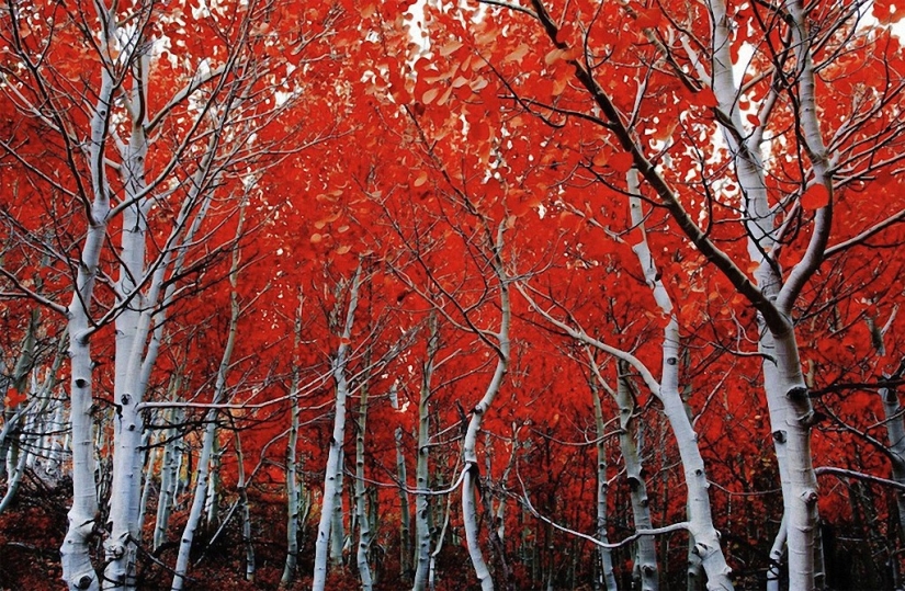 The most beautiful trees in the world