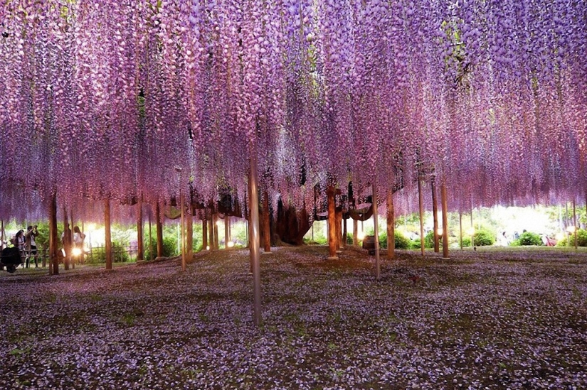 The most beautiful trees in the world