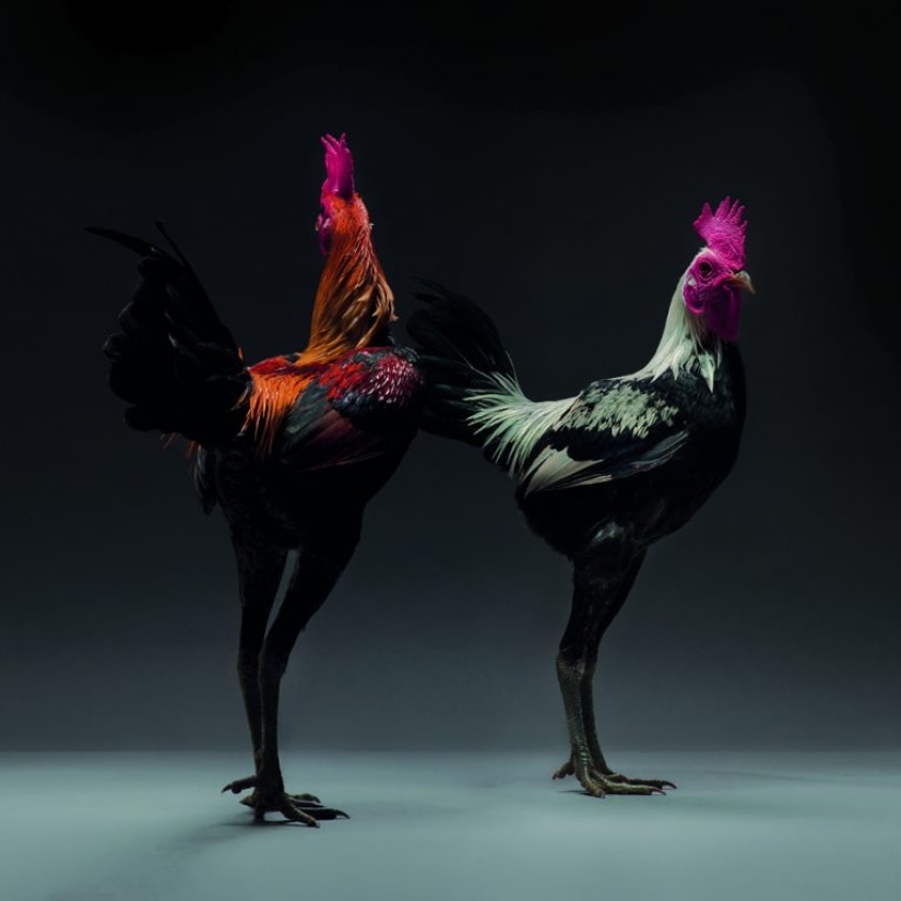 The most beautiful chickens, roosters and hens