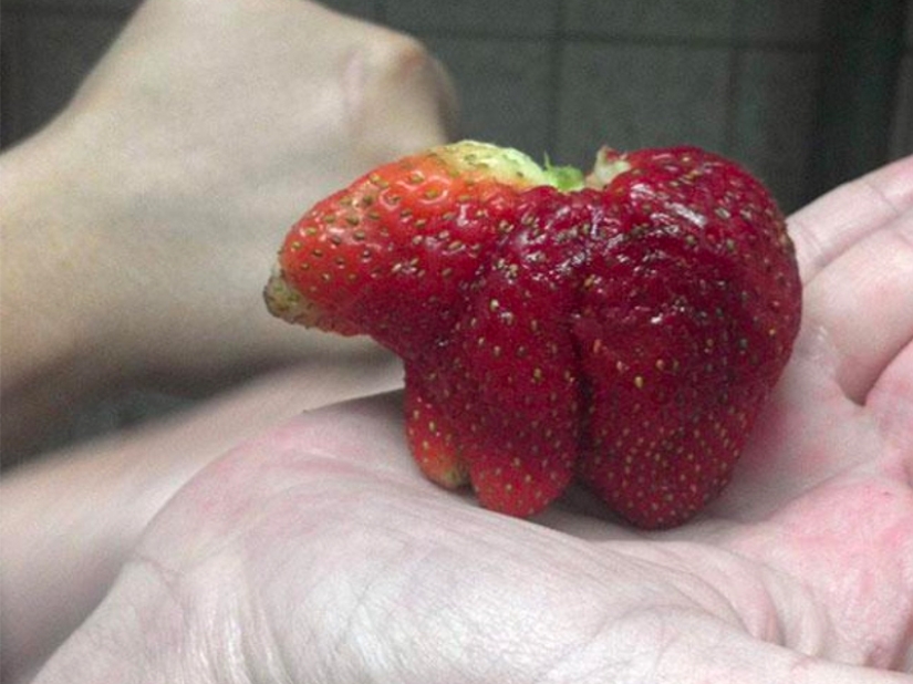 The most bizarre fruits and vegetables found in the garden