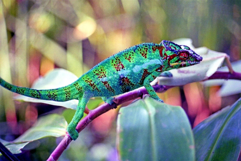 The most colorful chameleons