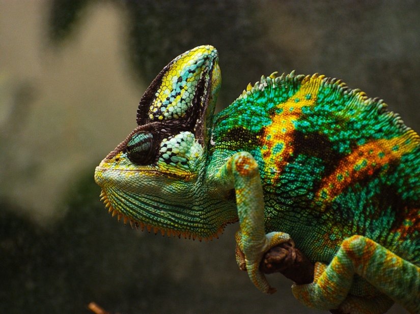 The most colorful chameleons