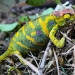 The most colorful chameleons