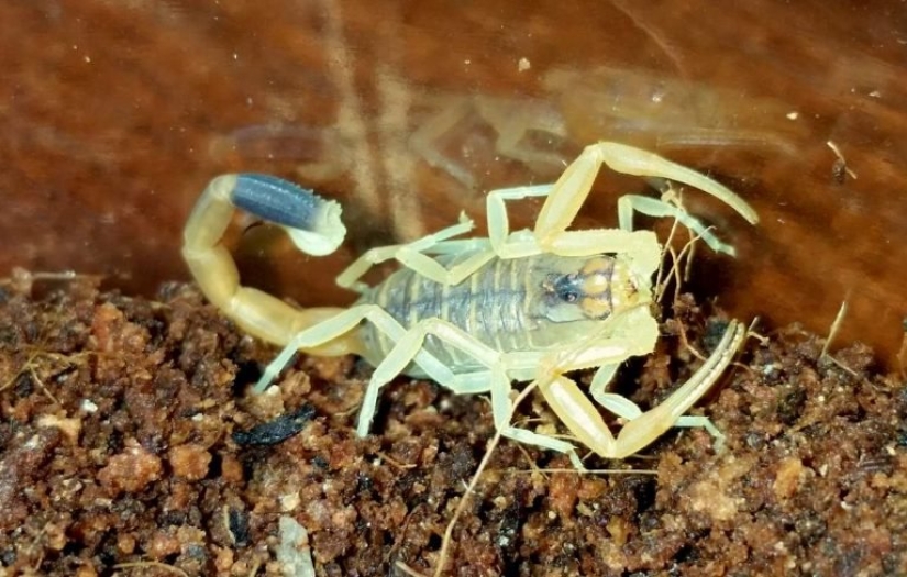 The most expensive liquid in the world is scorpion venom for 760 million rubles