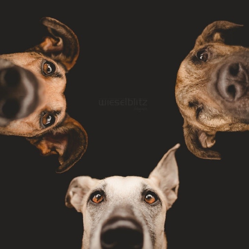 The most expressive dogs in the world by Elke Vogelslang