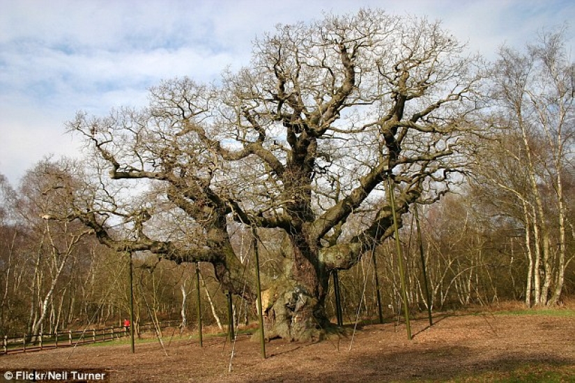 The most famous trees in the world, famous in film, music and painting