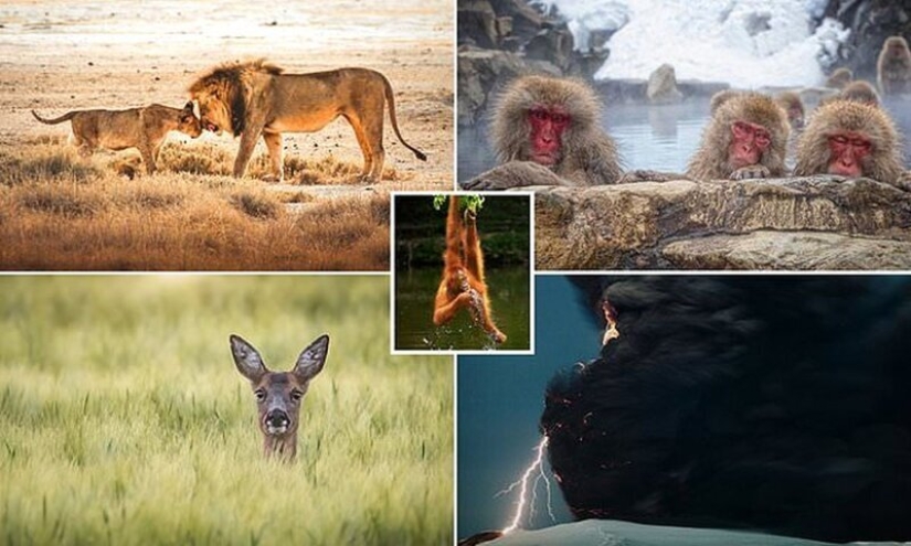 The most impressive wildlife images from the Agora #Wild2020 photo contest