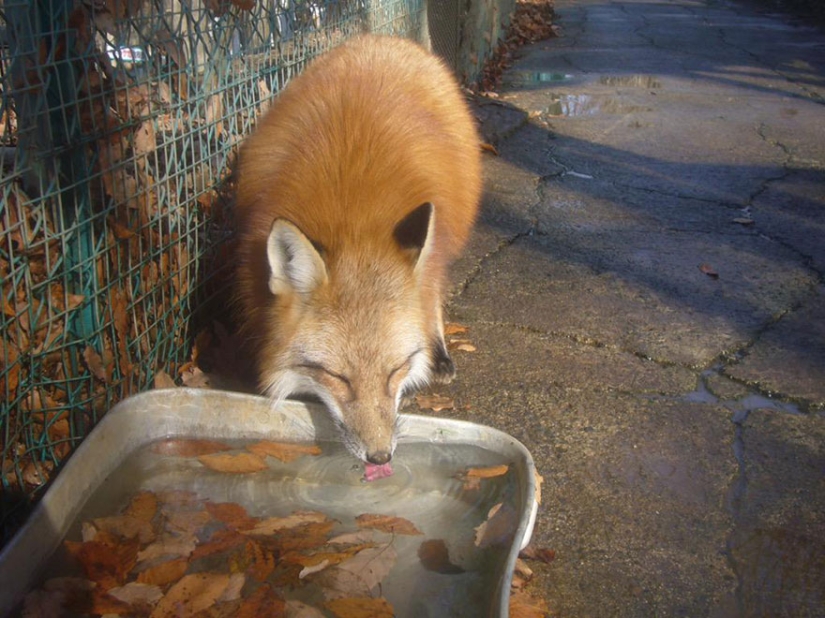 The most mimimish place on earth is the Japanese village of foxes