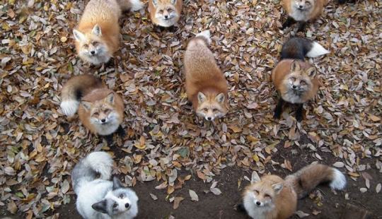 The most mimimish place on earth is the Japanese village of foxes The most mimimish place on earth is the Japanese village of foxes