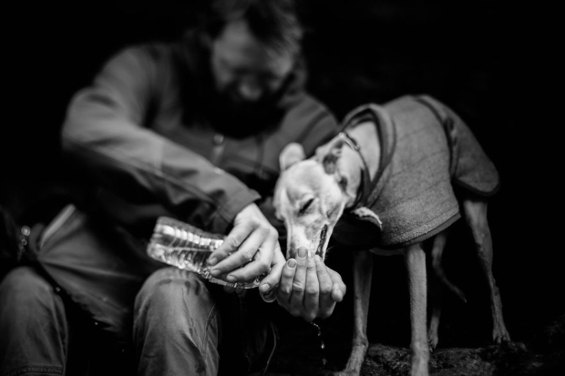 The most photogenic dogs: guide dogs, employees and just human friends