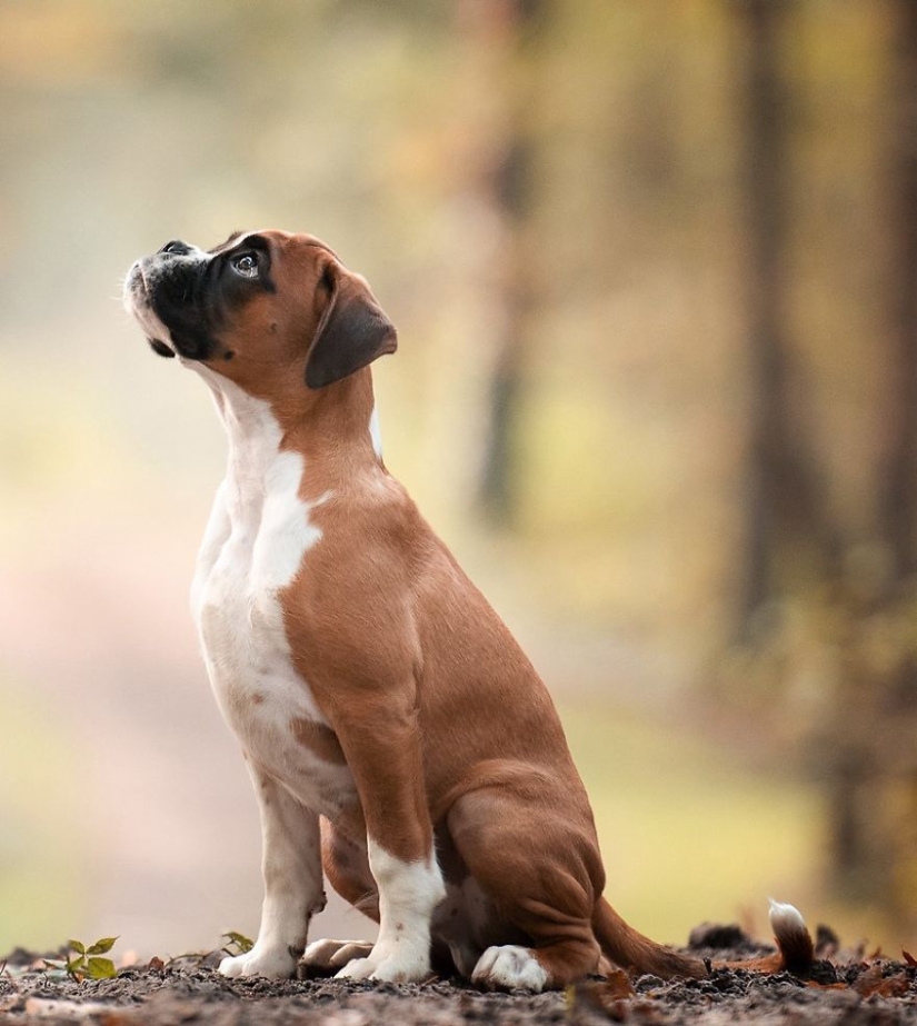 The most photogenic dogs: guide dogs, employees and just human friends