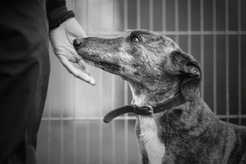 The most photogenic dogs: guide dogs, employees and just human friends