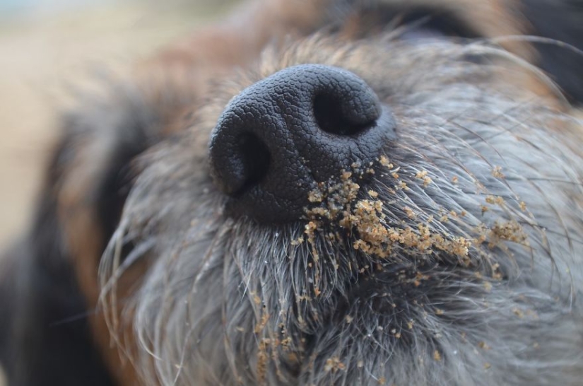 The most photogenic dogs: guide dogs, employees and just human friends