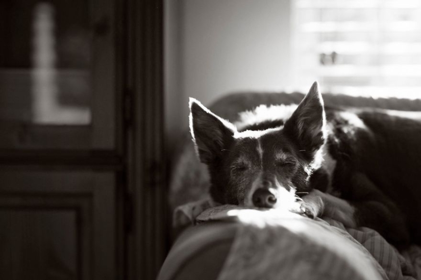 The most photogenic dogs: guide dogs, employees and just human friends
