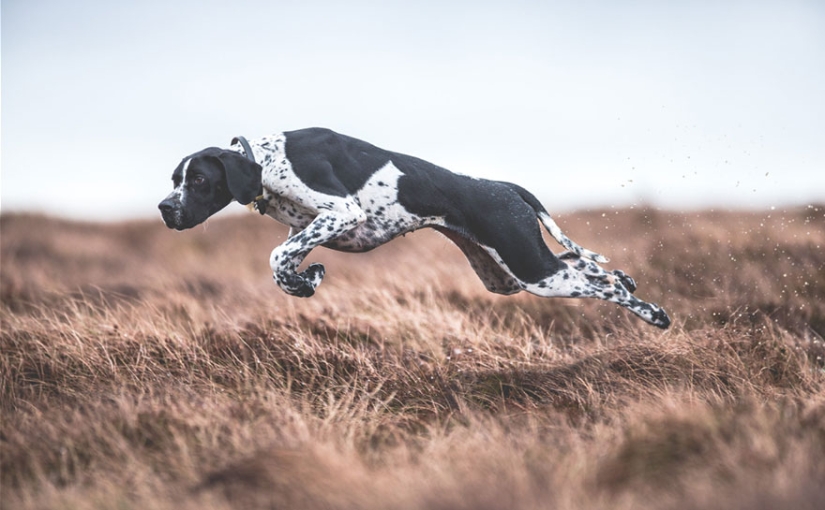 The most photogenic dogs: guide dogs, employees and just human friends