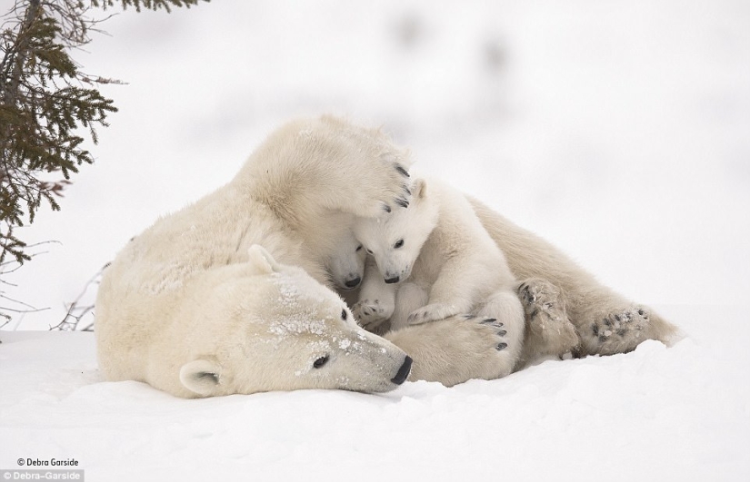 The most touching photo from the best works of the Wildlife Photographer of the Year contest
