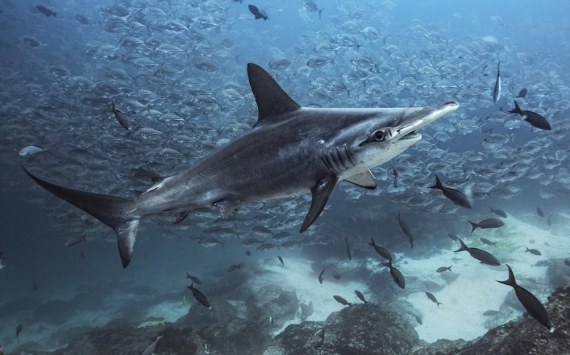 The most touching photo from the best works of the Wildlife Photographer of the Year contest