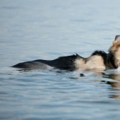 The most touching story of caring for a pet