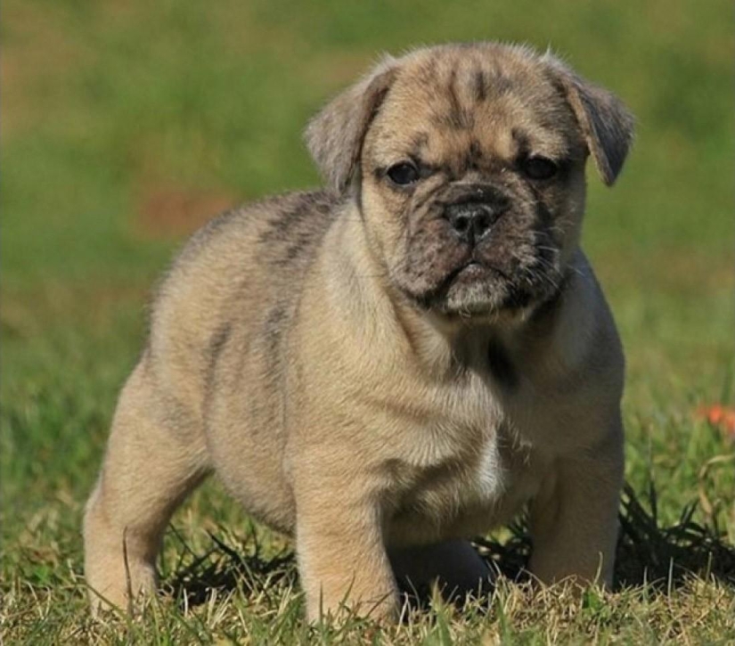 The most unusual dog breeds