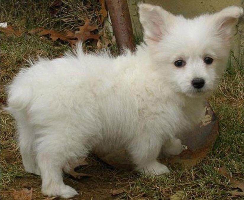 The most unusual dog breeds