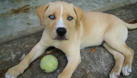 The most unusual dog breeds