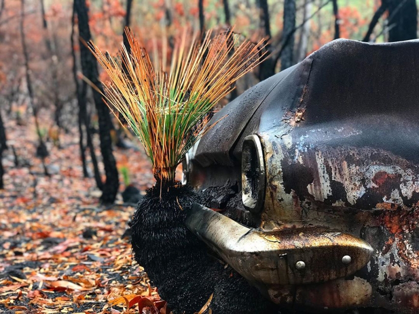 The nature of Australia began to revive after the fires