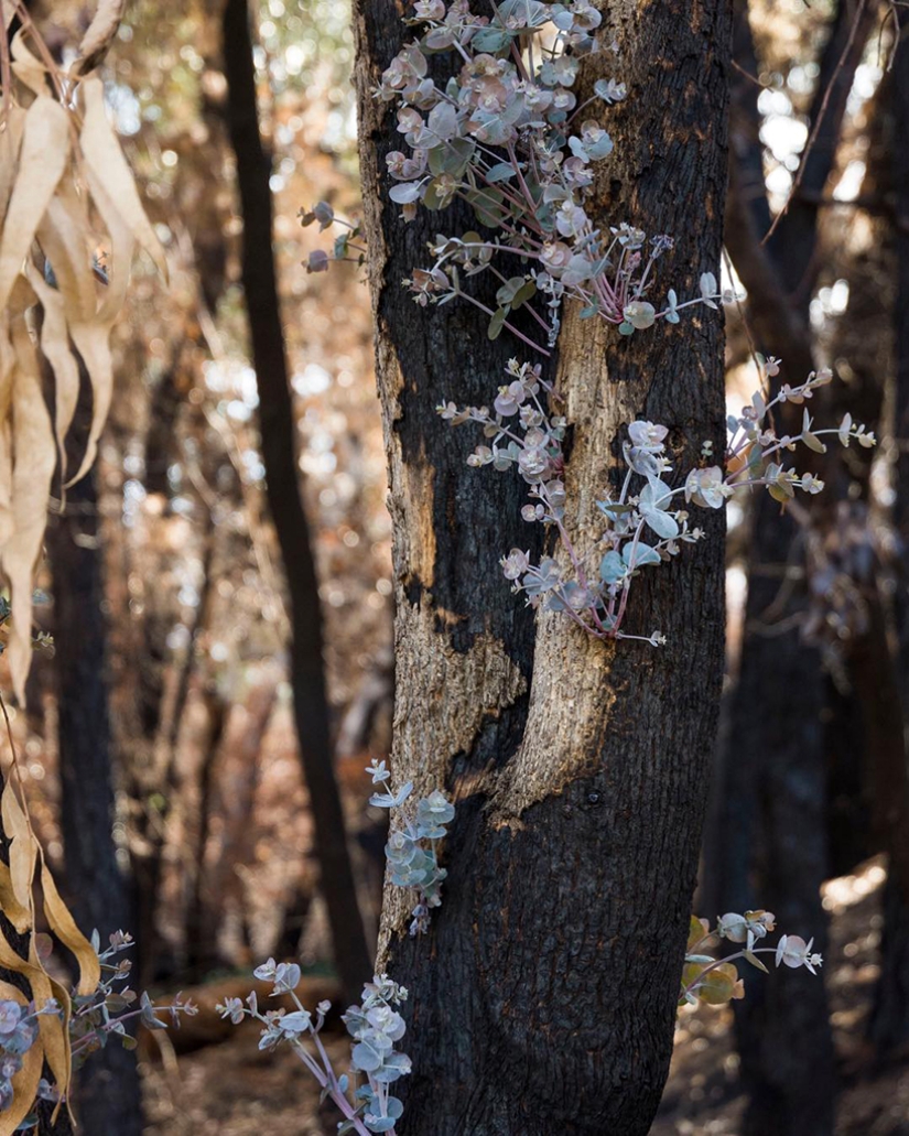 The nature of Australia began to revive after the fires
