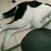 The owner left the dog at the airport, and she died because of a "broken heart"