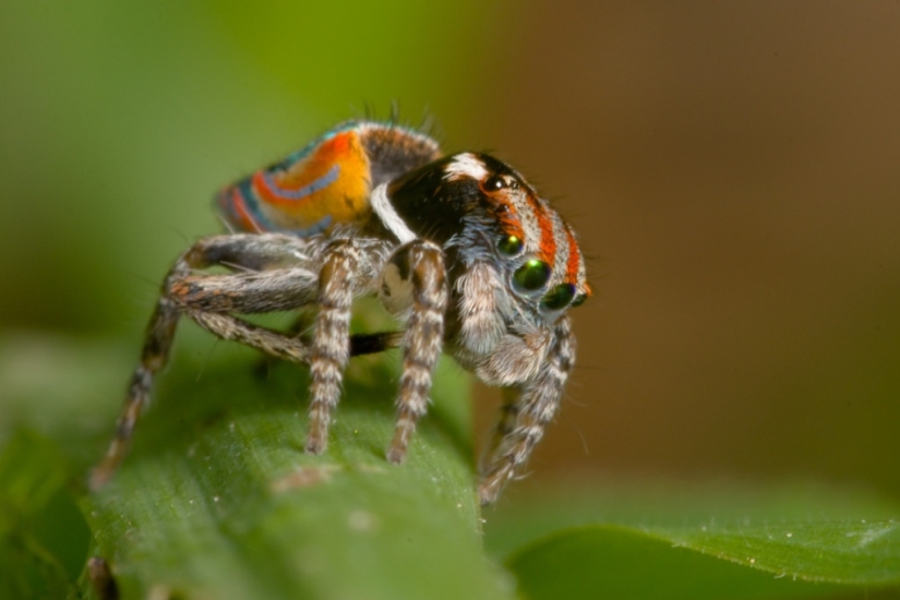 The Peacock Spider