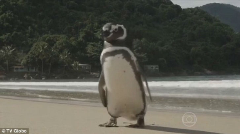 The penguin swims more than 8 thousand kilometers every year to meet his savior