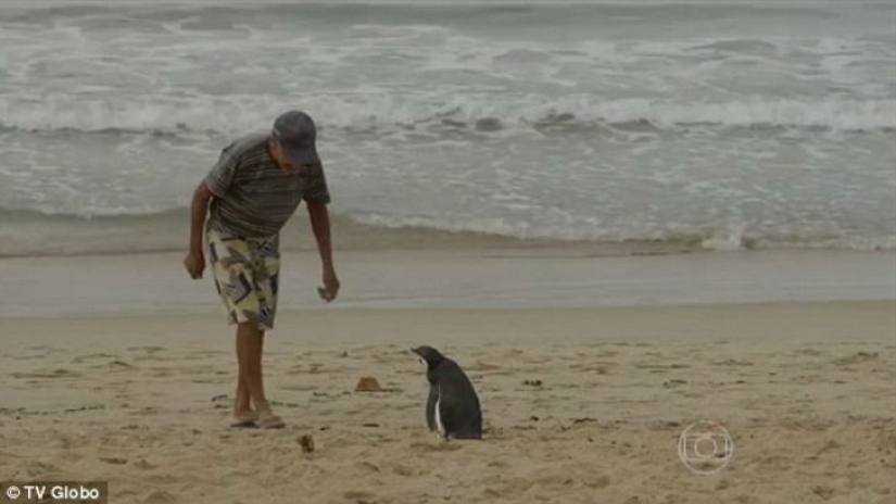 The penguin swims more than 8 thousand kilometers every year to meet his savior