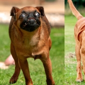 The photographer took a picture of running dogs, and it's very funny