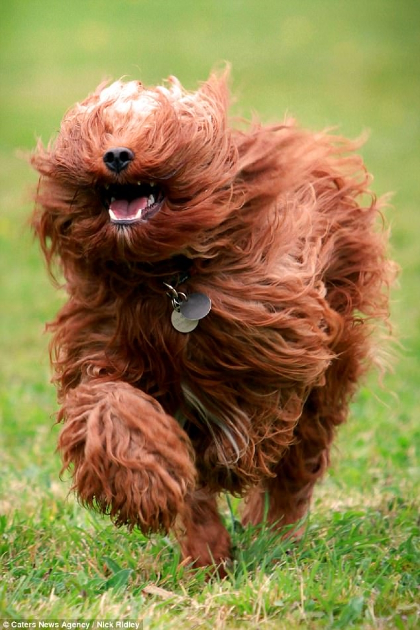 The photographer took a picture of running dogs, and it's very funny