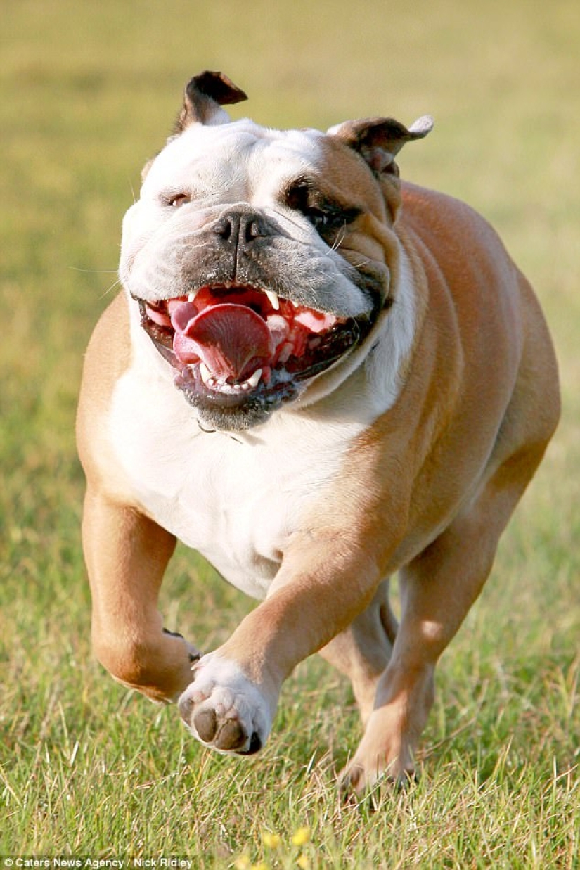 The photographer took a picture of running dogs, and it's very funny