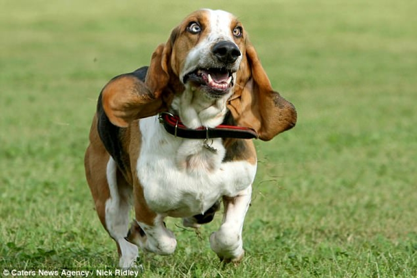 The photographer took a picture of running dogs, and it's very funny