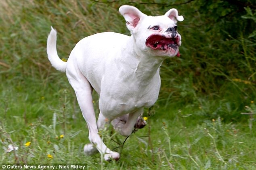 The photographer took a picture of running dogs, and it's very funny