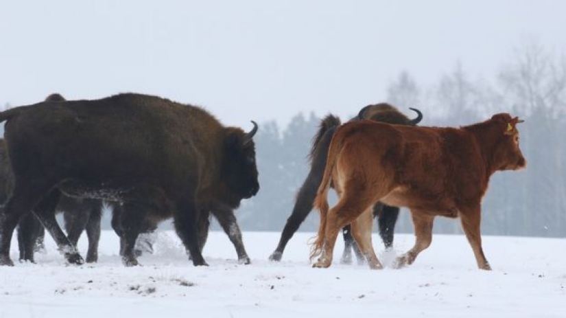 The Polish cow, which was supposed to be sent for slaughter, ran away to the forest and lives with bison