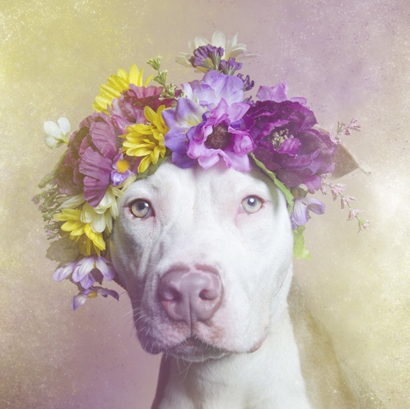 The Power of colors: the reverse side of Pit bulls