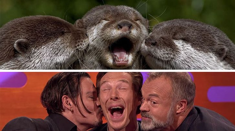 The rumors were confirmed: Benedict Cumberbatch is an otter!