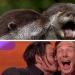 The rumors were confirmed: Benedict Cumberbatch is an otter!