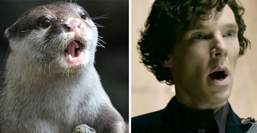The rumors were confirmed: Benedict Cumberbatch is an otter!